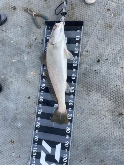 Brisbane River Session #307 - Saltwater - Australian Fishing Online