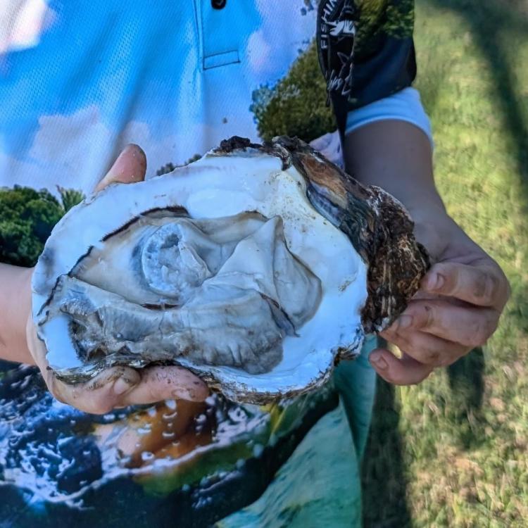 Shellfish id - Saltwater - Australian Fishing Online
