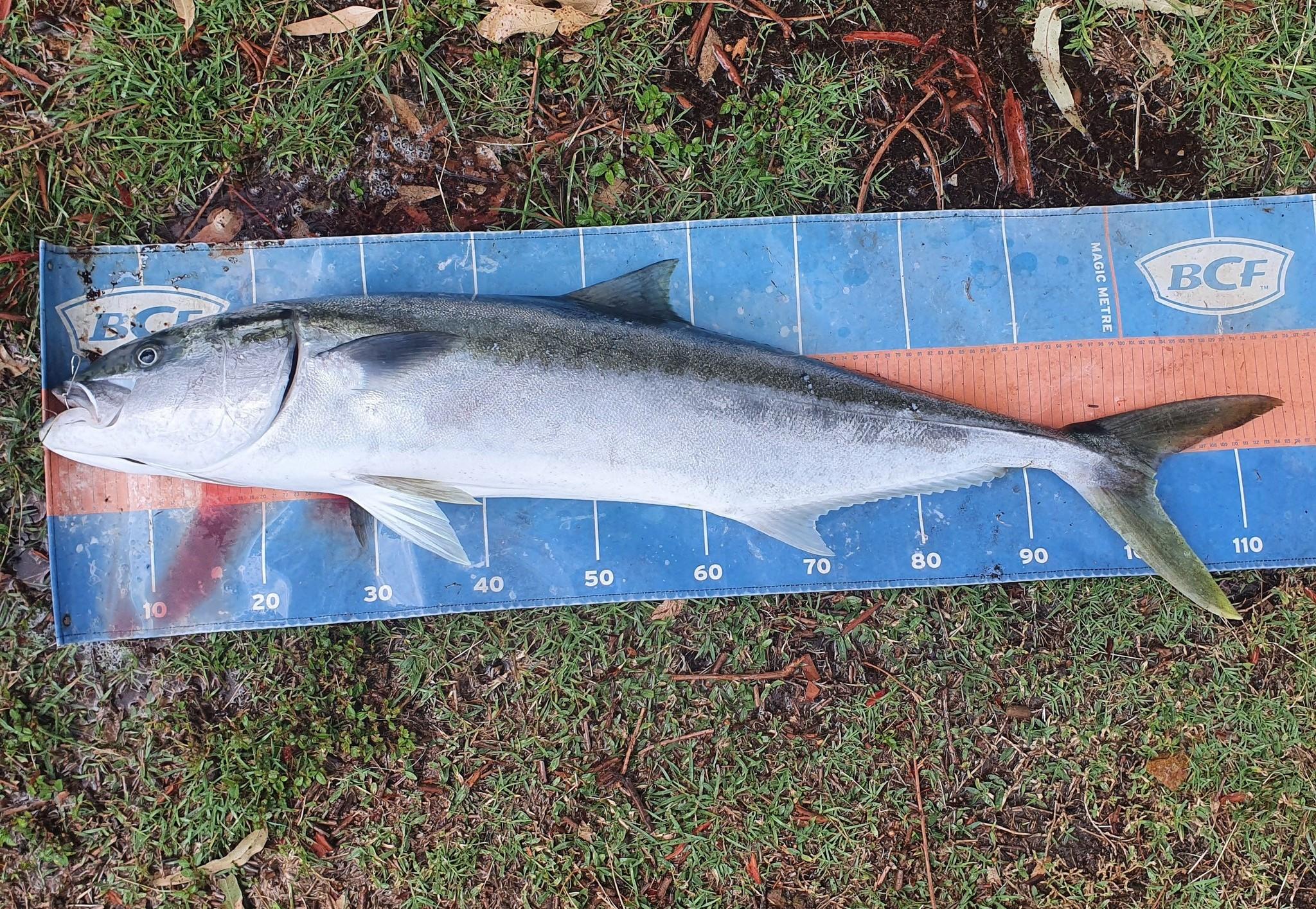 Fish Of The Month Nominations - November 2024 - Events - Australian ...