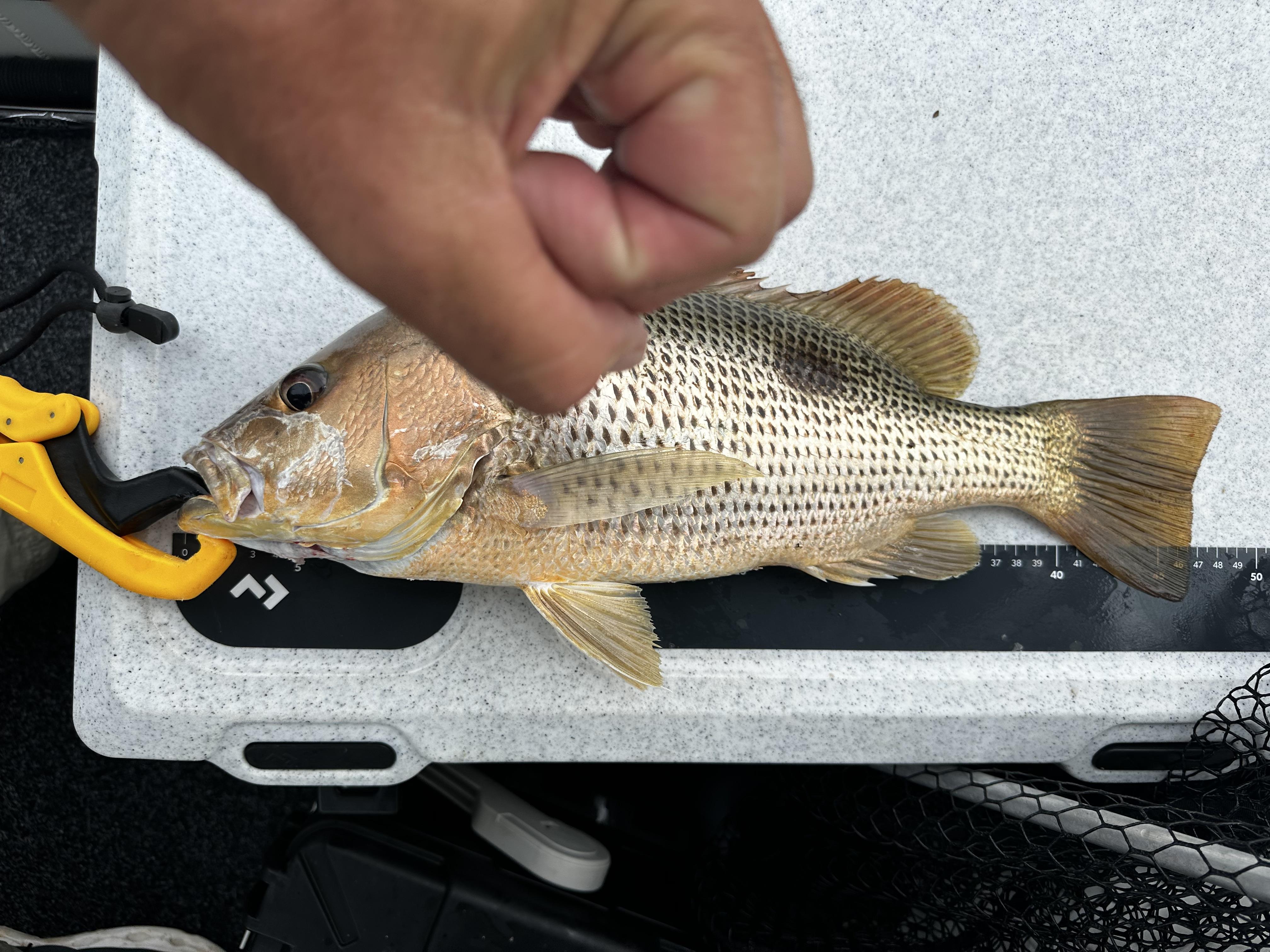 First trip to King Ash Bay - Saltwater - Australian Fishing Online