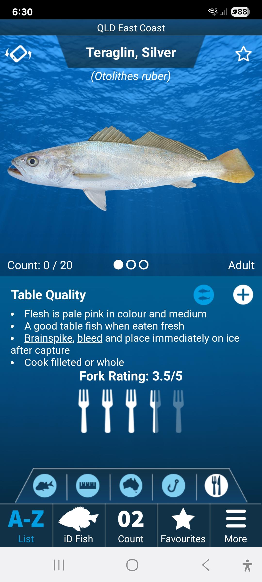 Yankee Whiting (Otolithes Ruber, Tigertooth Croaker) - Saltwater ...