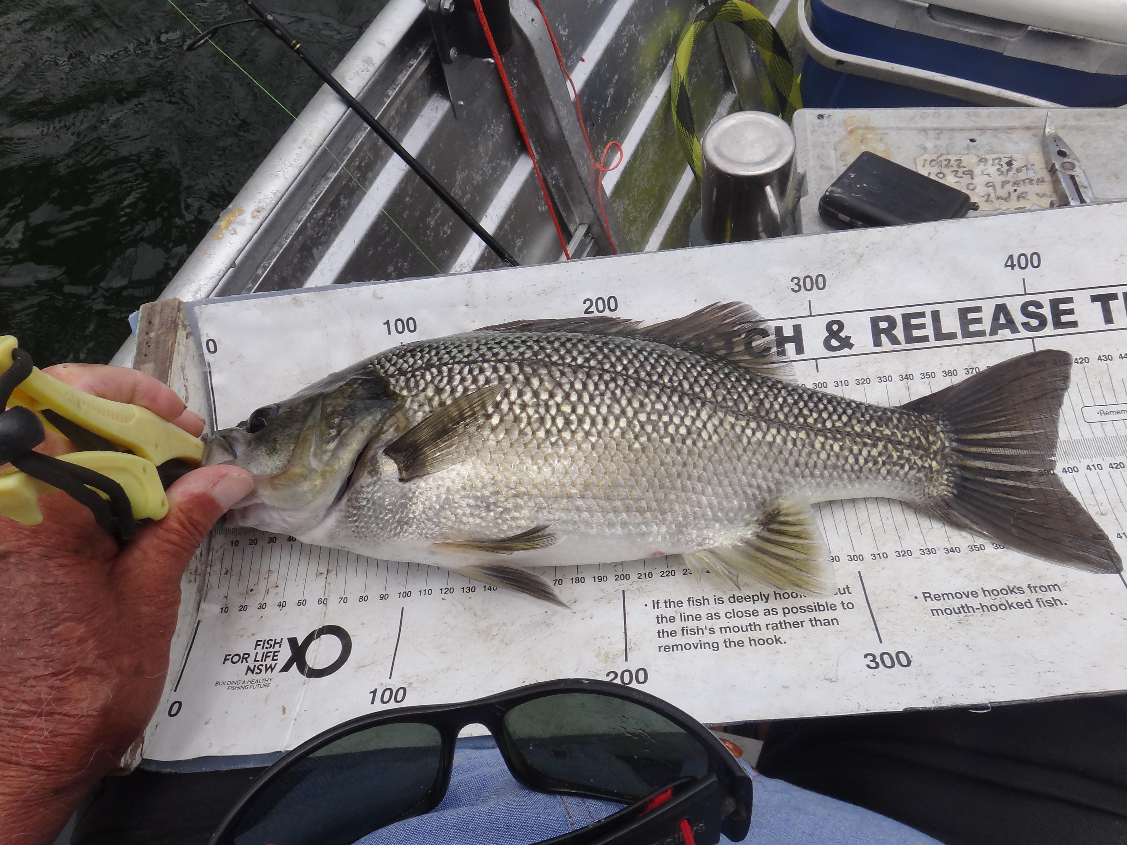 HOHUM AGAIN - Freshwater - Australian Fishing Online