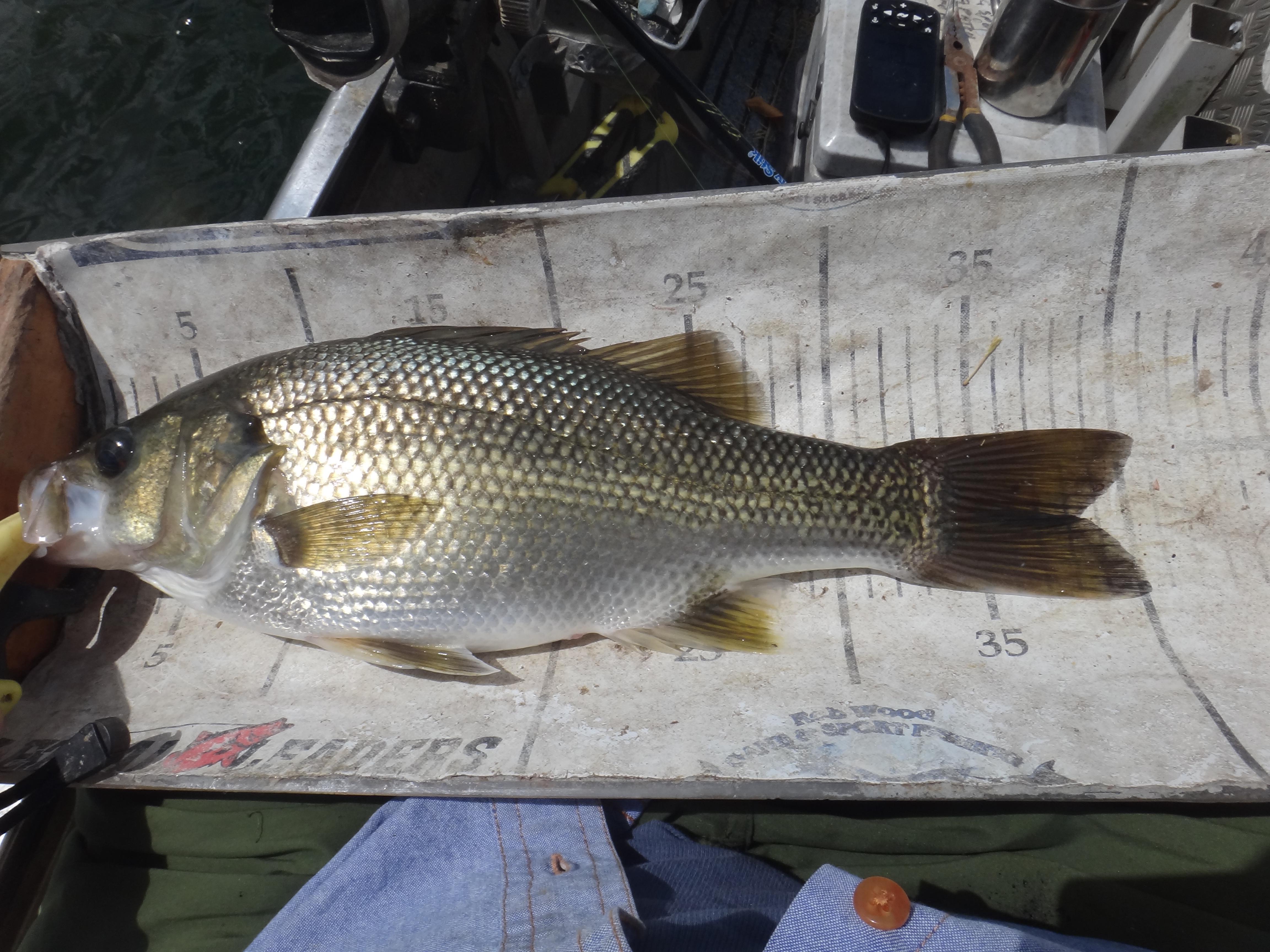 RS about diagnostics - Freshwater - Australian Fishing Online