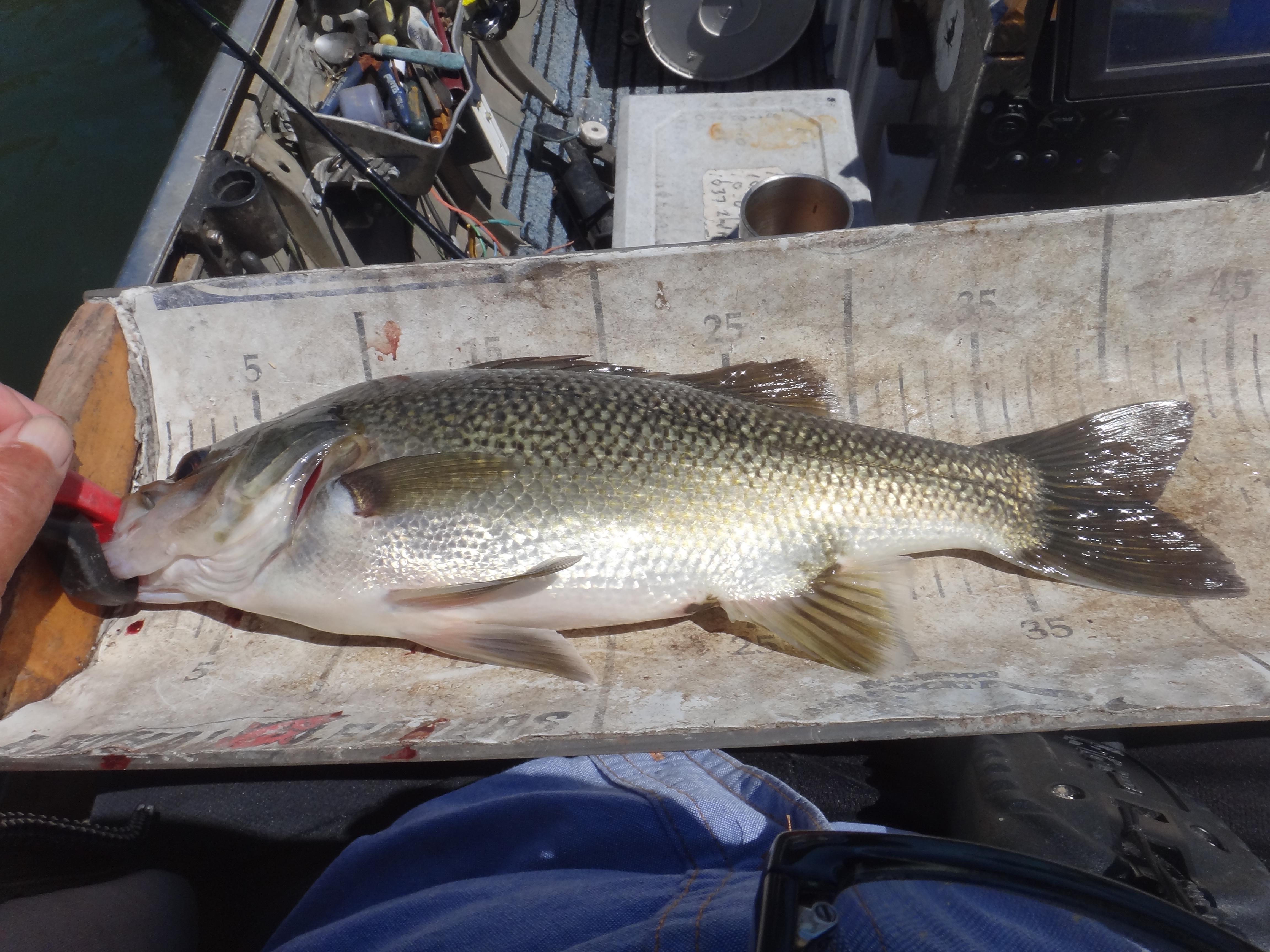 Buggall - Freshwater - Australian Fishing Online