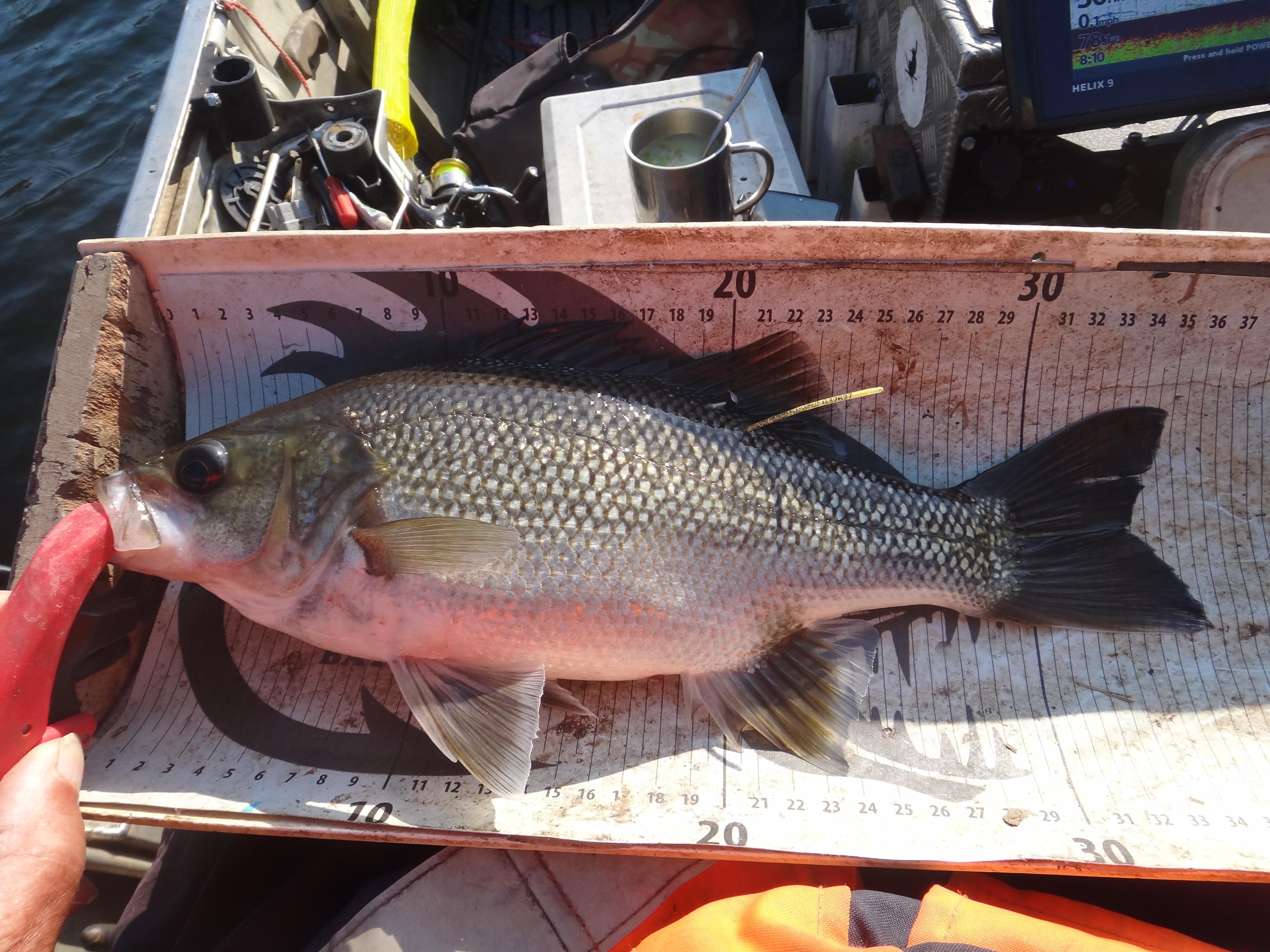 Hinze Eastern arm 16/4/26 - Freshwater - Australian Fishing Online
