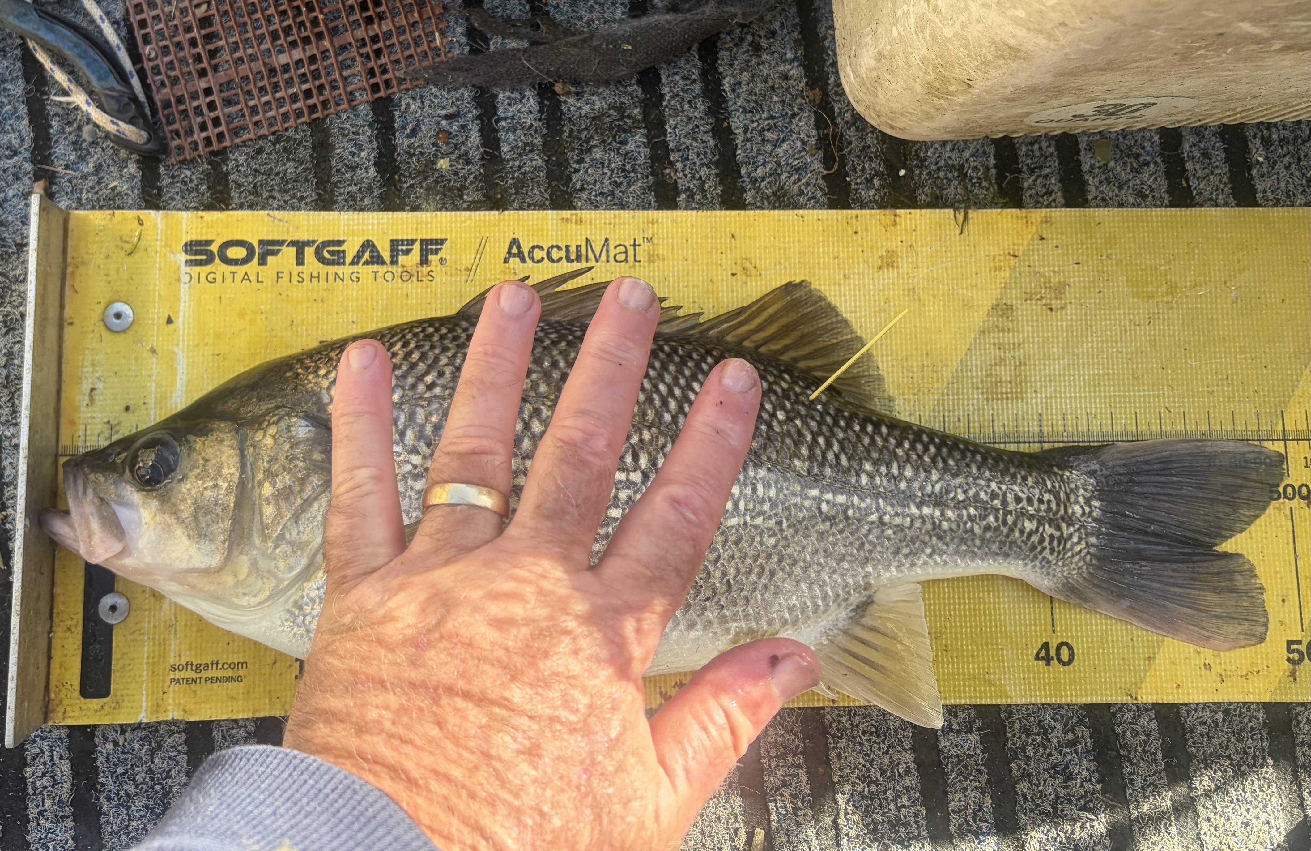 Cricket NPD - Freshwater - Australian Fishing Online